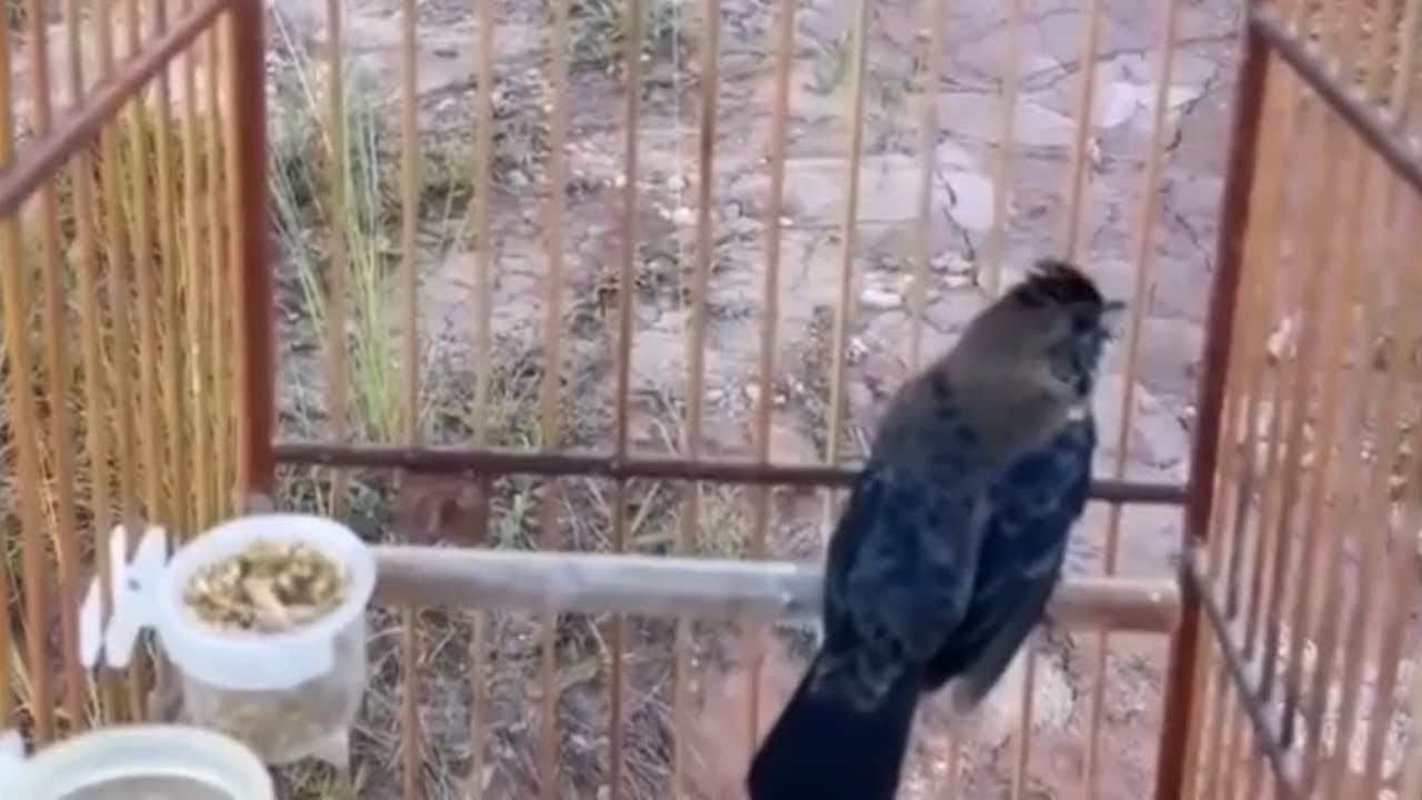 Tiziu virado cantando de pulo para estimular machos sem interrupções!