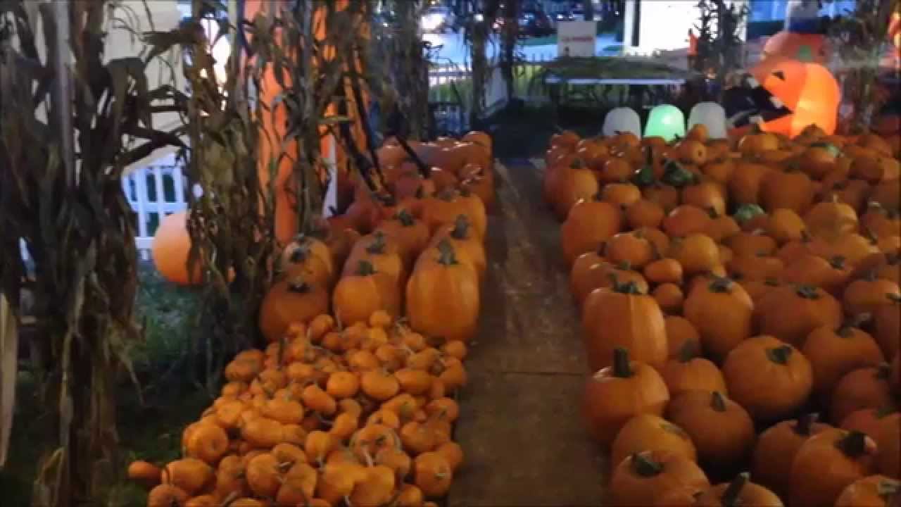 Worlds largest Pumpkin Patch For Halloween in Celebration