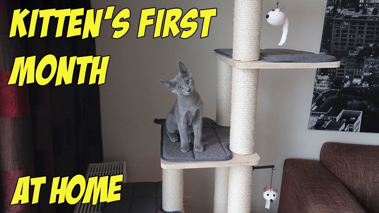 RUSSIAN BLUE KITTEN FIRST WEEKS AT HOME
