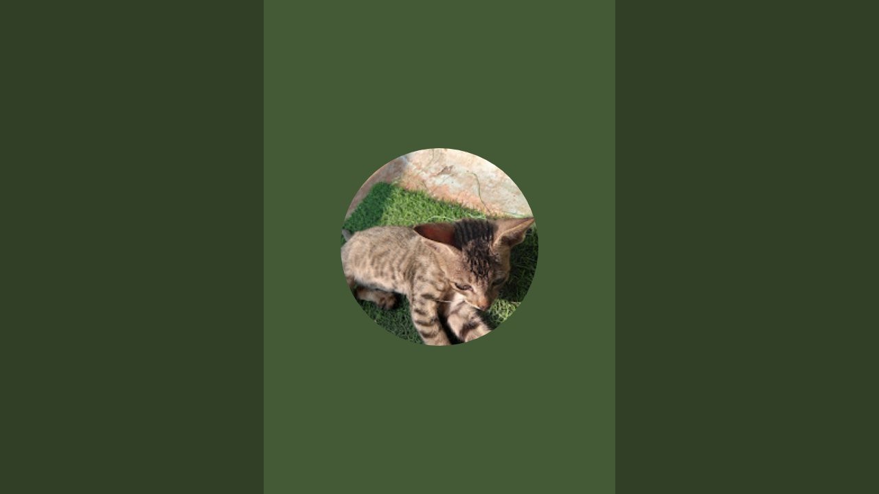 meow kit-kat  is live!