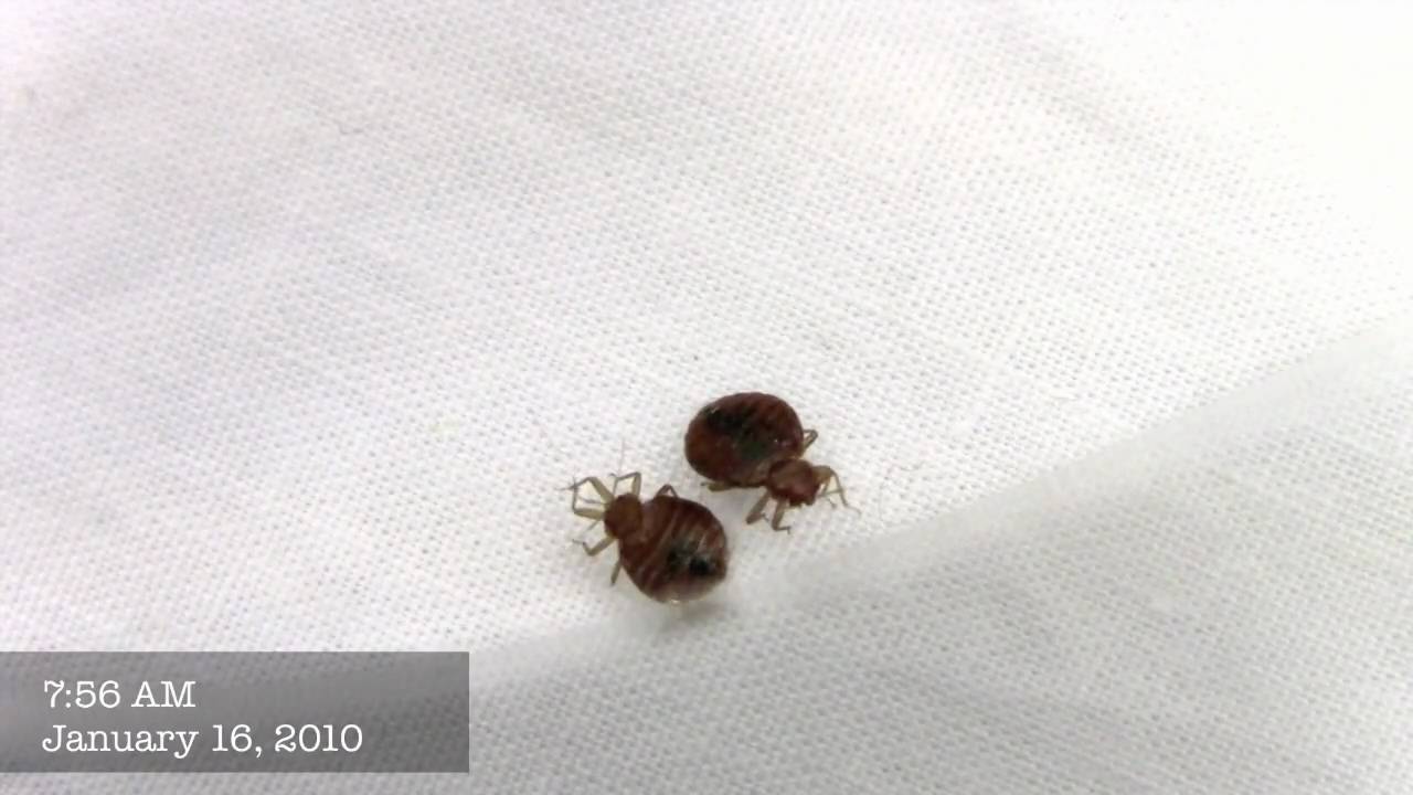 BED BUG TEST