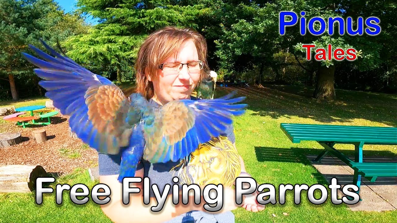 Last Free Fly of 2024