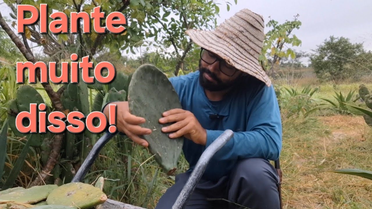A planta mais importante para seu SÍTIO AGROFLORESTAL no Semiárido.