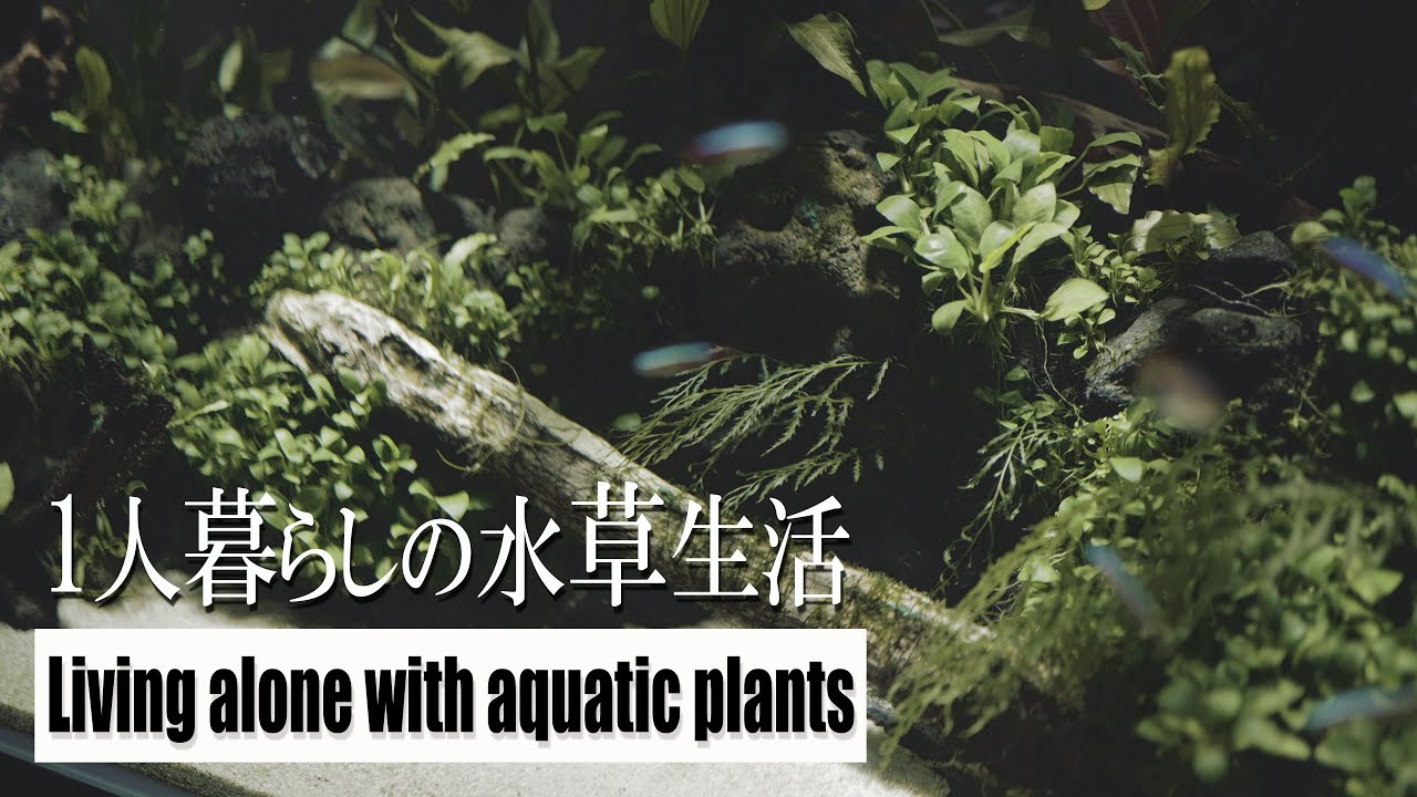 ［2年目突入の水槽］手間要らずの水草に植え替えする