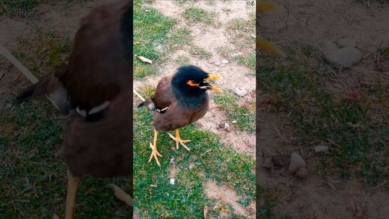 Myna Bird Magical Sounds #birds  #birdsounds  #shorts