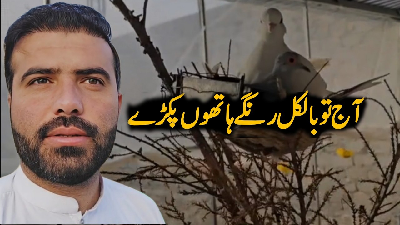 Kia Ye Bache Nikal Ayenge? | Hamza Farm Life