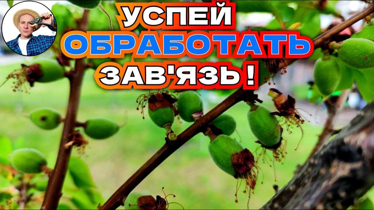 СОХРАНИТЕ свой урожай абрикосов от грибковых заболеваний!