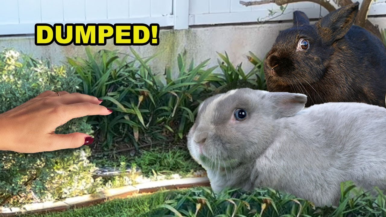 Two abandoned baby bunnies get a second chance, they were shaking!!