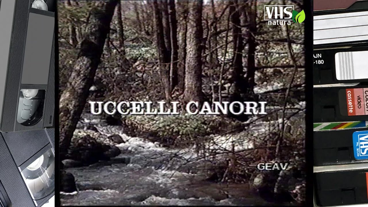 UCCELLI CANORI