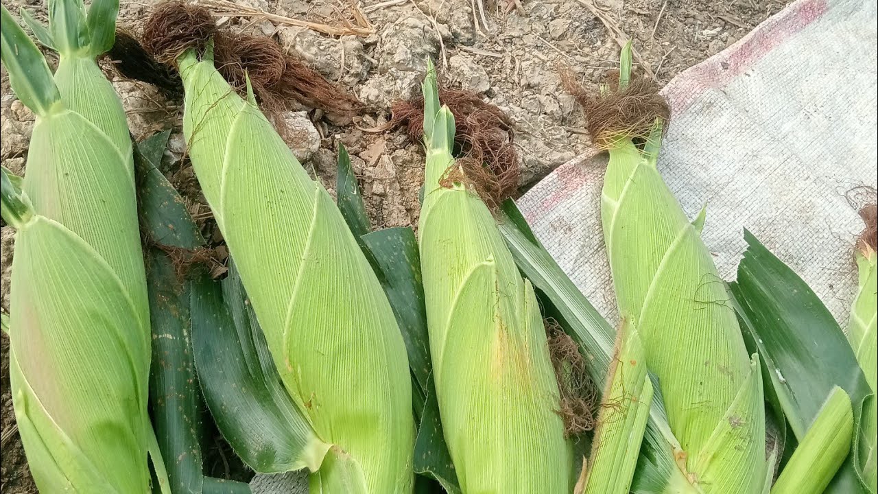 VĂN CHÍNH NGUYỄN 1986⚡⚡ đang phát trực tiếp! chuẩn bị ngày Mai 🤣🤣🌽🌽