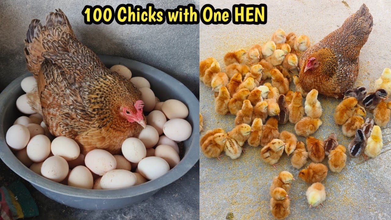 100 CHICKS with One HEN - Aseel hen Harvested Eggs to 100 chicks