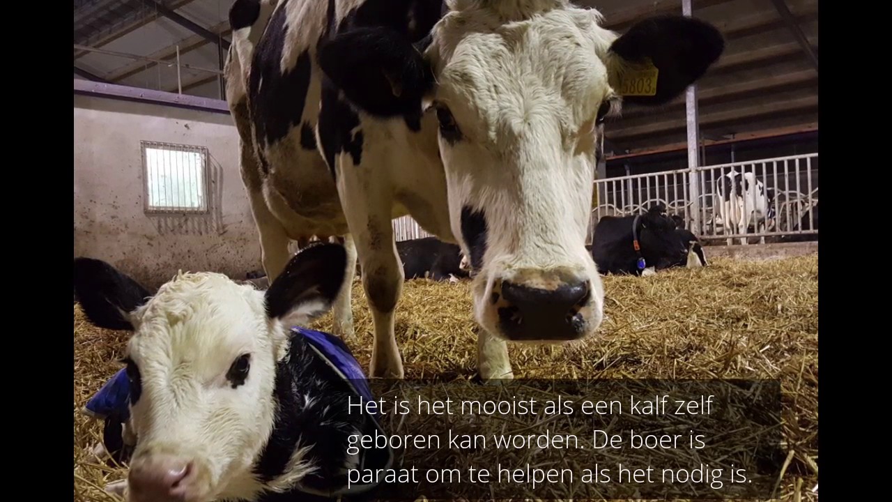 Van kalf tot melkkoe.
