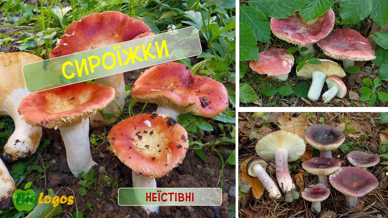 Сироїжки: неїстівні та умовно їстівні
