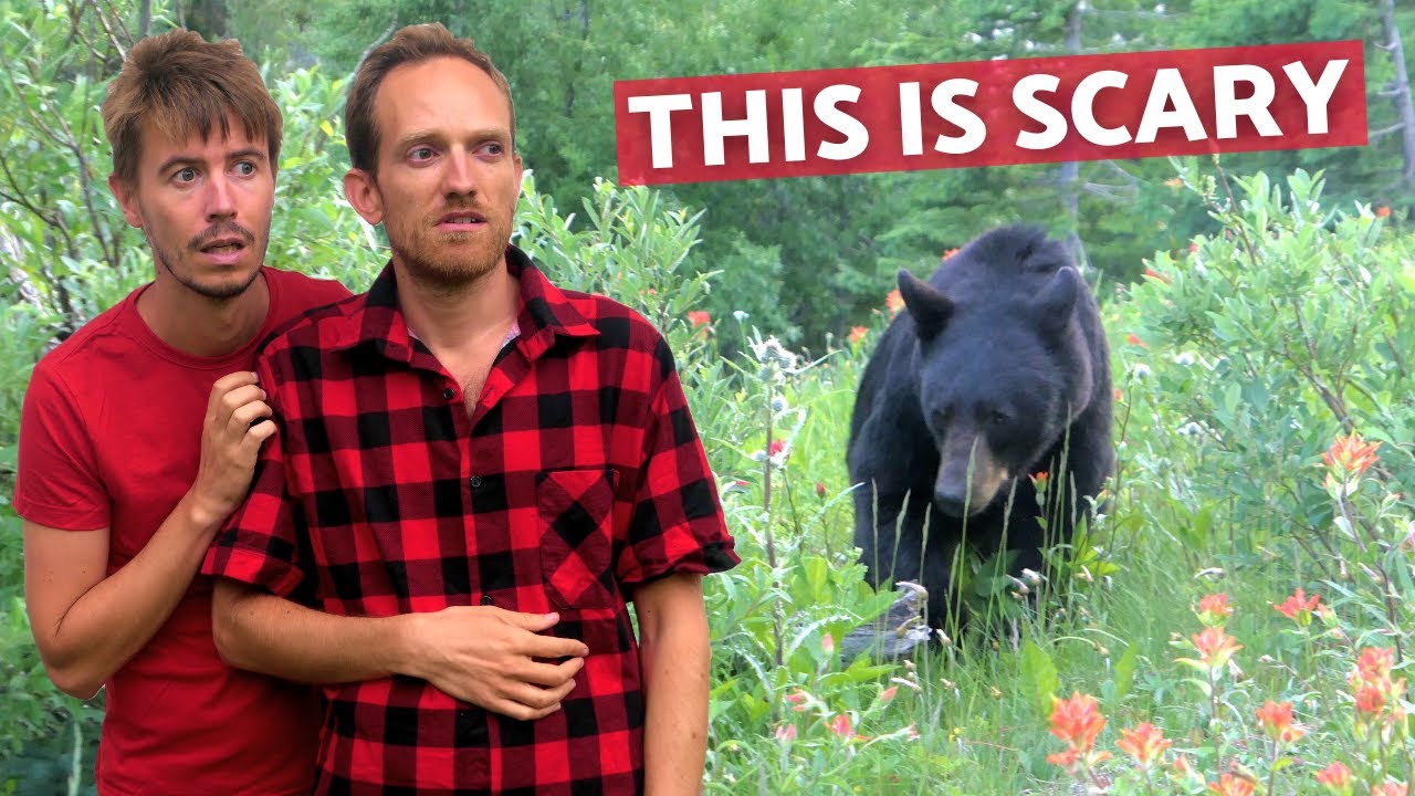 Two bear encounters in one day | Jasper National Park | European husbands in Canada
