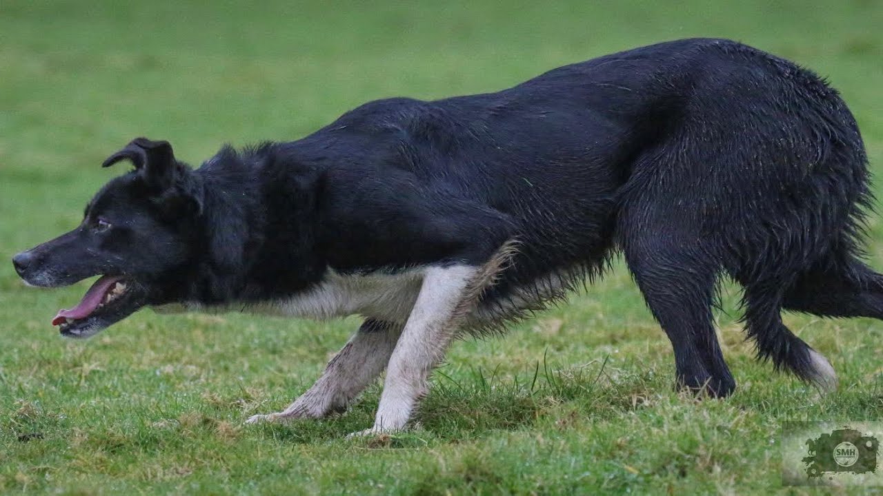 MEG 00/405983…Lot no 39 Dolgellau online sale 2-4th Feb (Mr.D.Millichap) 