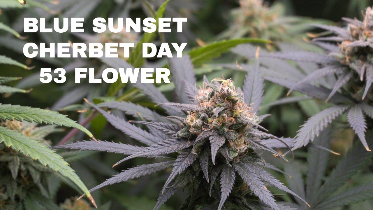 SEED TO HARVEST BLUE SUNSET CHERBERT WEEK 8 FLOWER