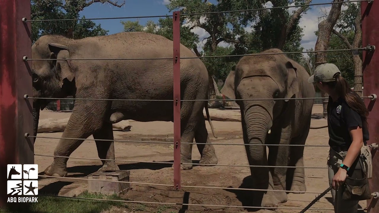 Thorn the elephant.