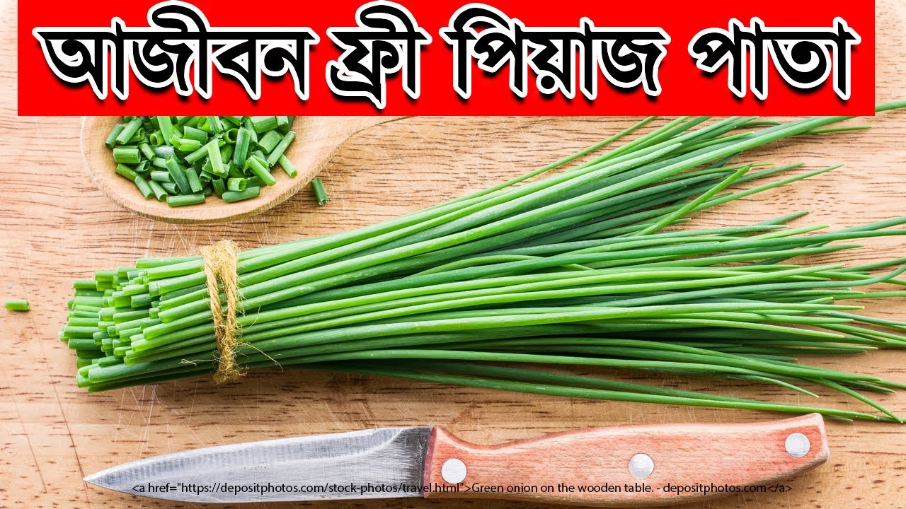 আজীবন ফ্রী পিয়াজ পাতা ! খুবই সহজে বাসায় টবে লাগিয়ে ফেলুন পিয়াজ পাতা আর কোনও পরিচর্যা ছাড়াই আজীবন খান