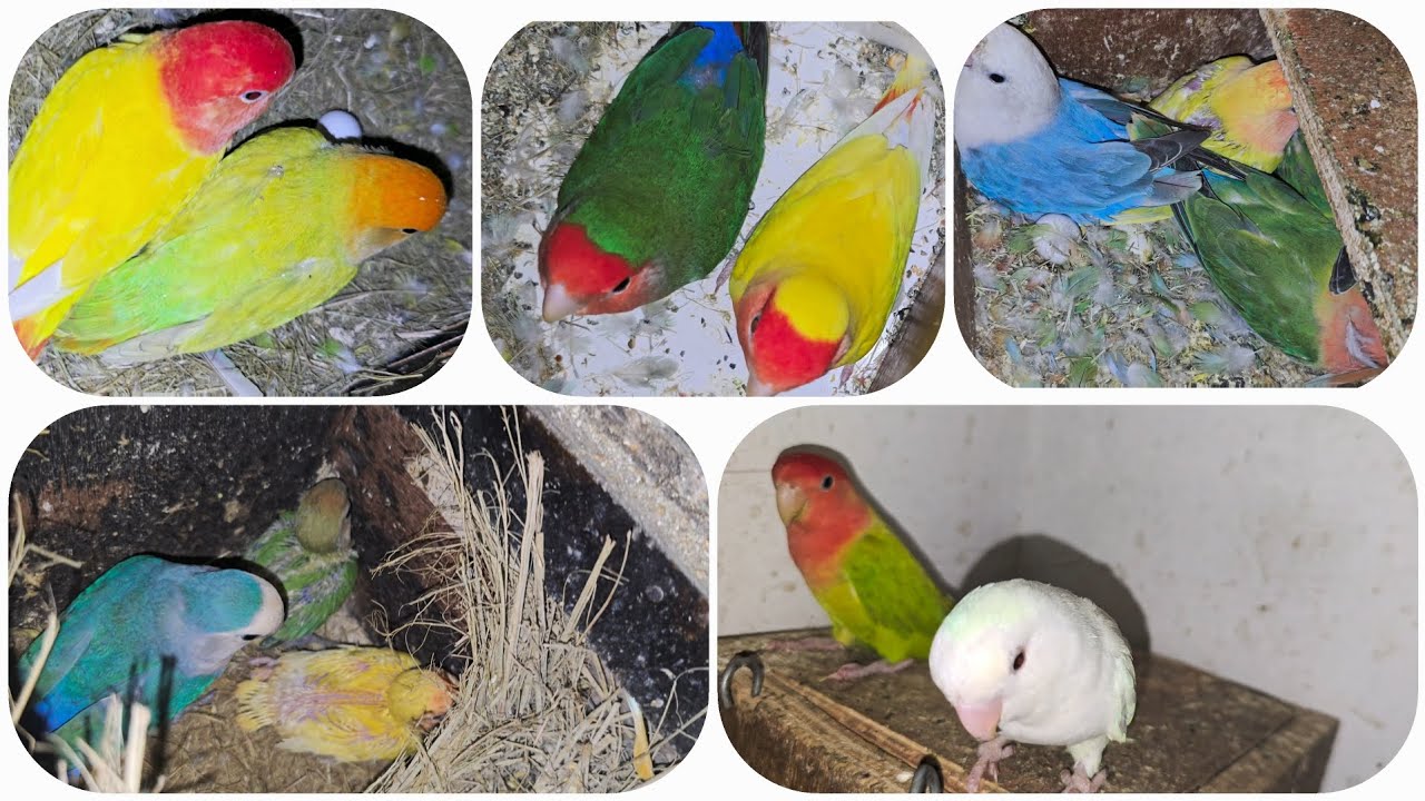 Our colony birds 🐦 night 🌙 😴 life ,part-2 இரவுநேர பயணம் #tamil #africanlovebirds @janyvlogstamil