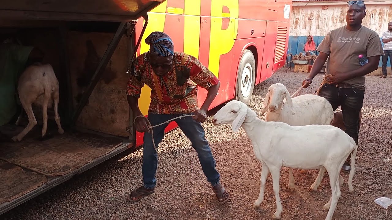 LIVESTOCK BUSINESS IN TAMALE/NORTHERN GHANA 🇬🇭 #Princeayoko #Livestockfarming #Selfsufficientlife