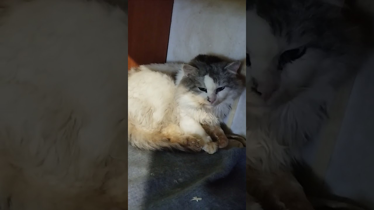 К нам в дом 🏠 пришла в гости Виктория!