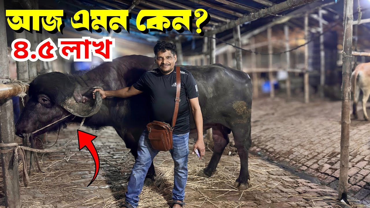 গাবতলী পশুর হাটে আজ একের পর এক গরু দেখলেন আকরাম ভাই! জাফরাবাদী মহিষ কবে হবে | Gabtoli Haat Today
