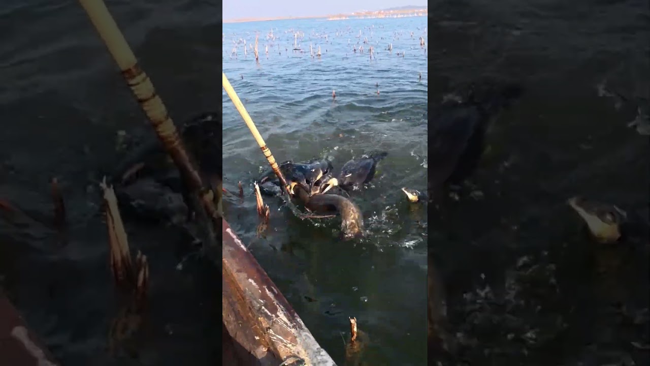 Three bird grab a snakehead in the open lake.#lakefishing #fishinglife