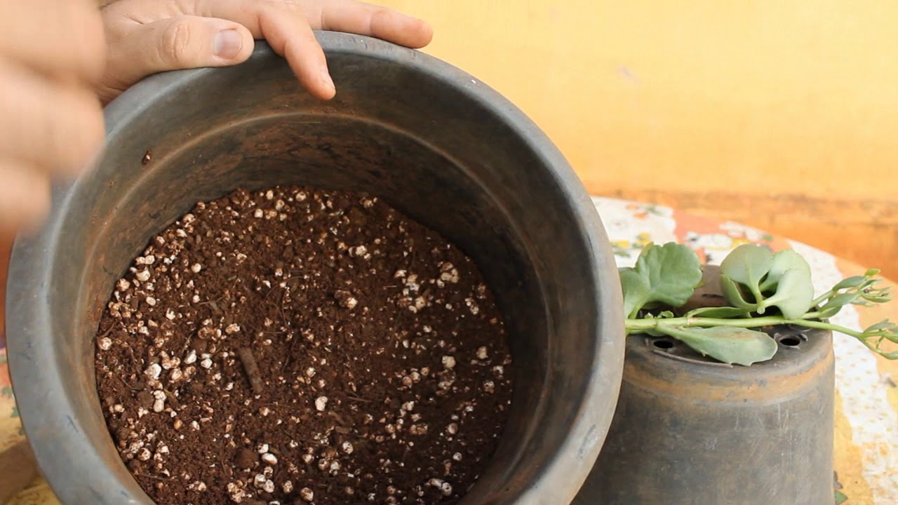 Terra simples para plantar e fazer mudas de Calandivas