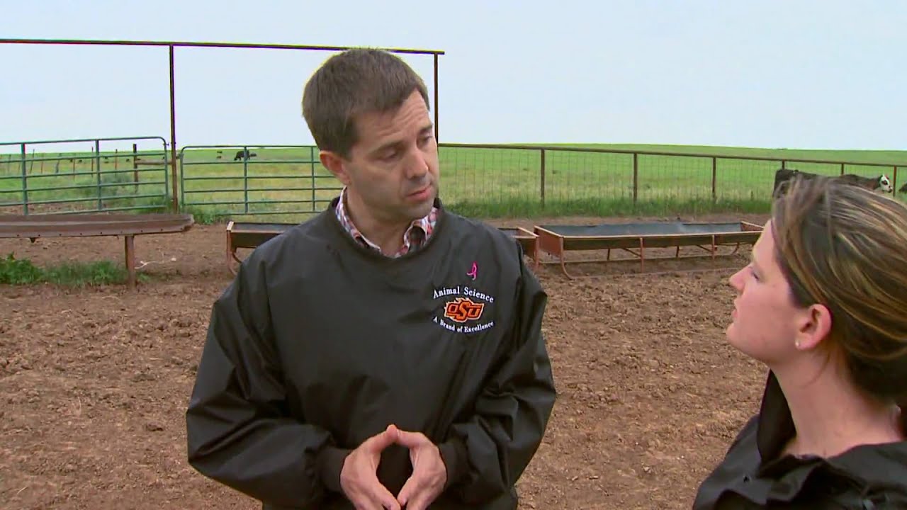 Weaning Strategies for Fall Cows