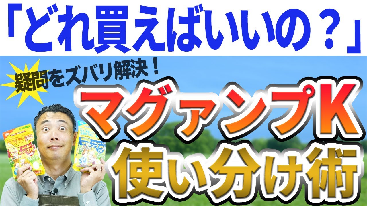 マグァンプK中粒と大粒、効果が高いのはどっち？肥効期間と使い分けのコツを徹底解説！【園芸の基本】【園芸塾】【ハイポネックス】