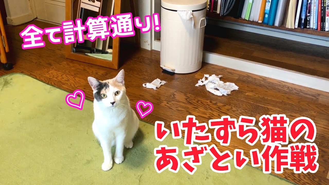 ゴミ箱を散らかした後に猫がとった行動が可愛くてずるい！