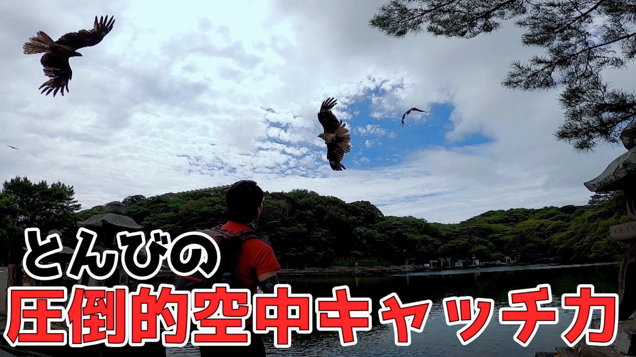 【とんびにエサやり】圧倒的な空中キャッチ能力！in山口県萩市明神池
