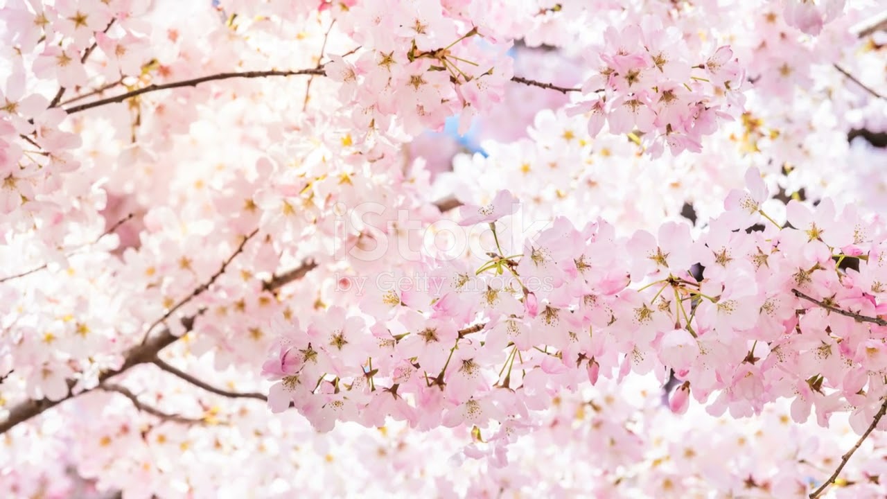Ali-Fedotowsky Manno's Cherry Blossom Magic!