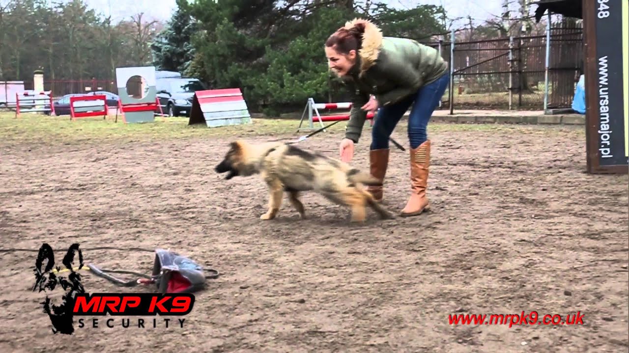 4 months old German Shepherd puppy - protection training