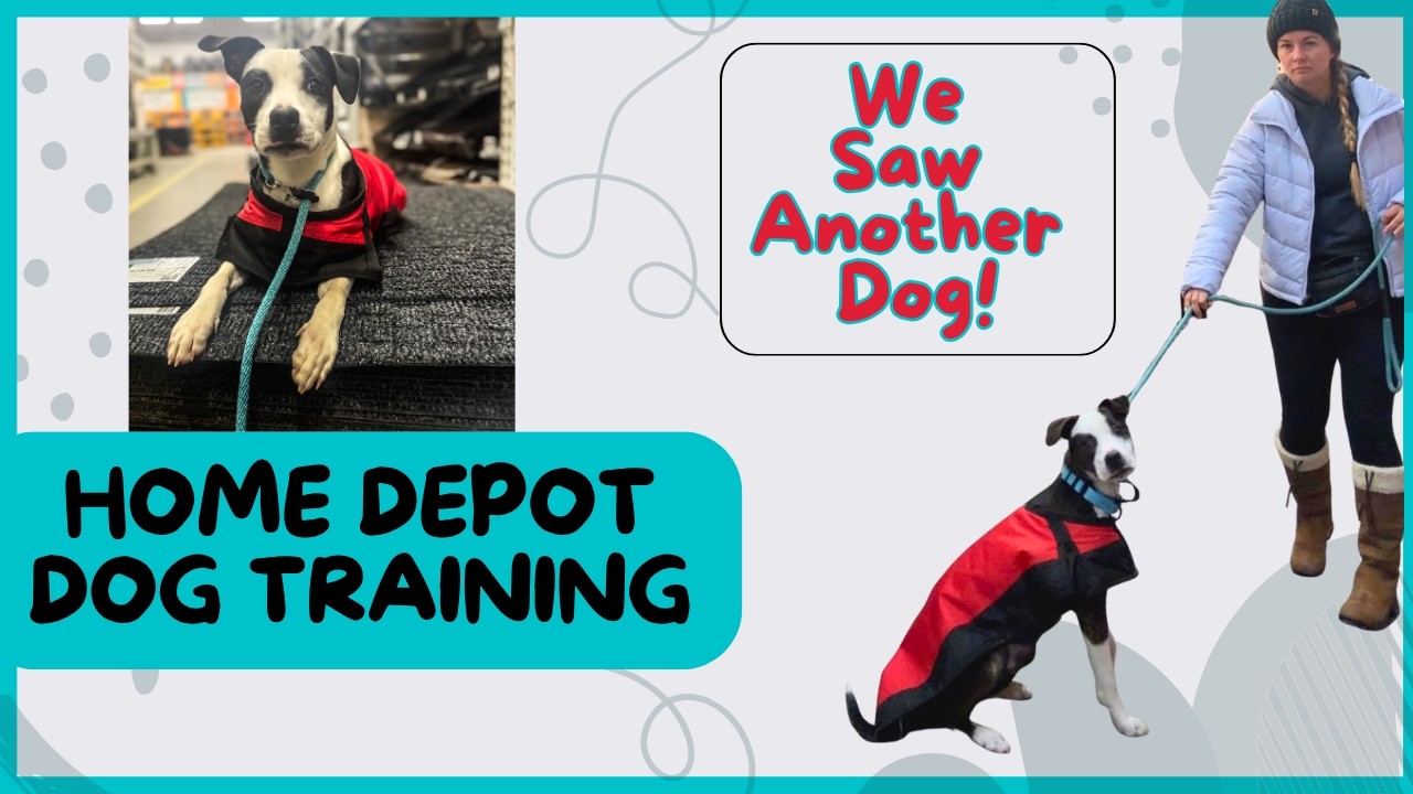 Home Depot Dog Training | Realistic Reactive Dog Training