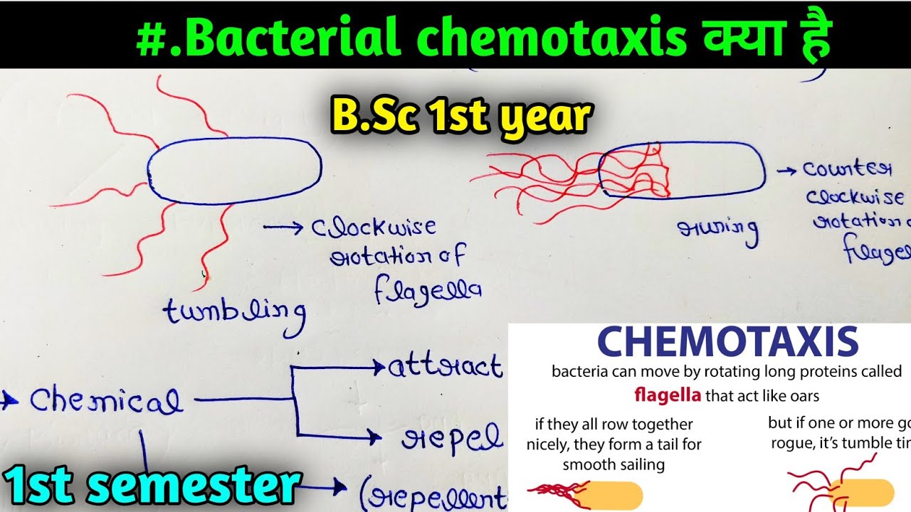Bacterial chemotaxis || B.Sc 1st year Botany first semester microbiology and plant pathology
