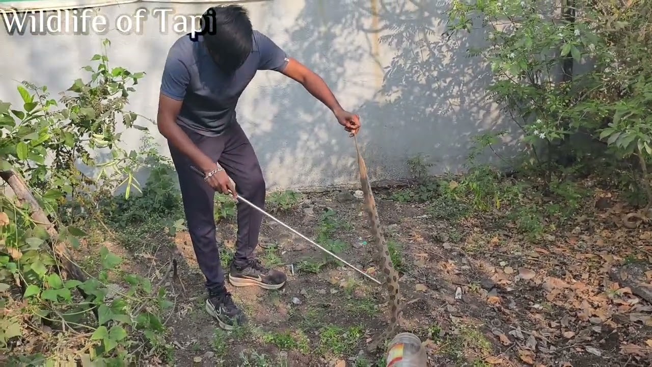 વ્યારા ના મદાવ ગામ માં નીકળો ઝેરી સાપ😱 Russell's Viper highly venomous snake #gujarat #snake #rescue