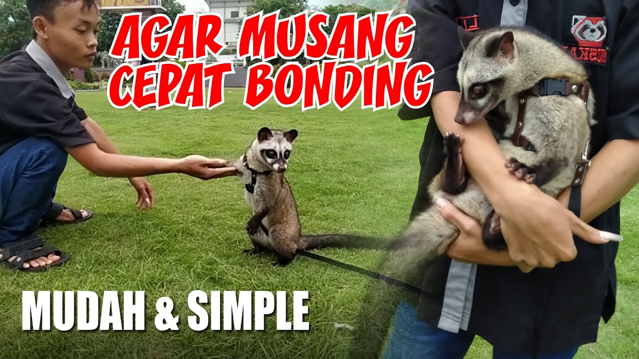 CARA MELATIH MUSANG AGAR BONDING & JINAK | MUSANG LOVERS  | CIVET LOVERS