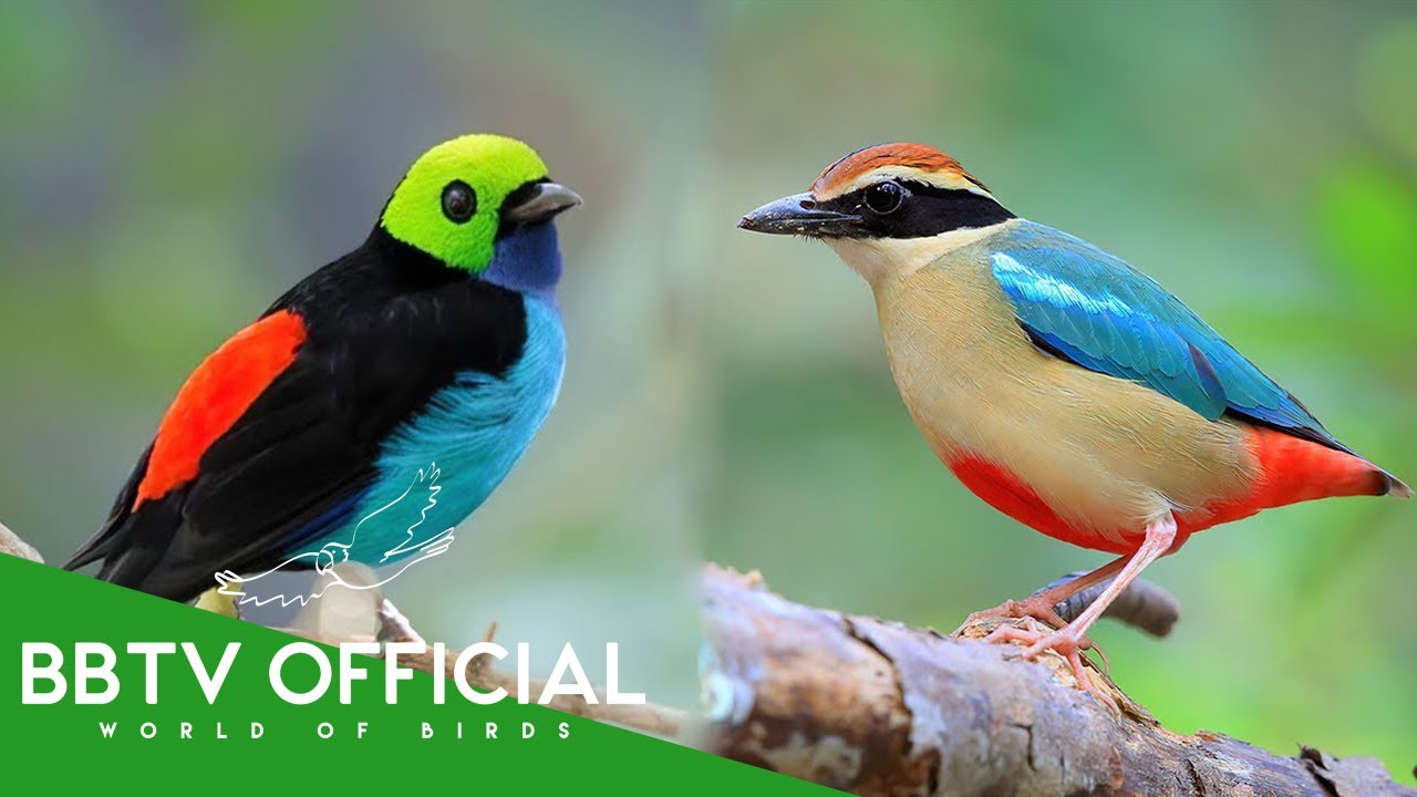 10 Most Beautiful Small Birds In The World Part 1 | Wildlife Documentary | BBTV Official