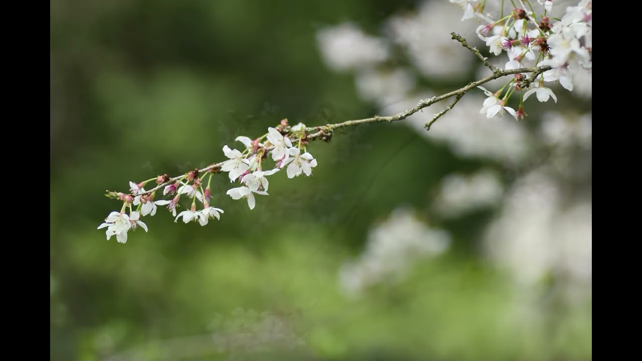 20190415 Magnolia