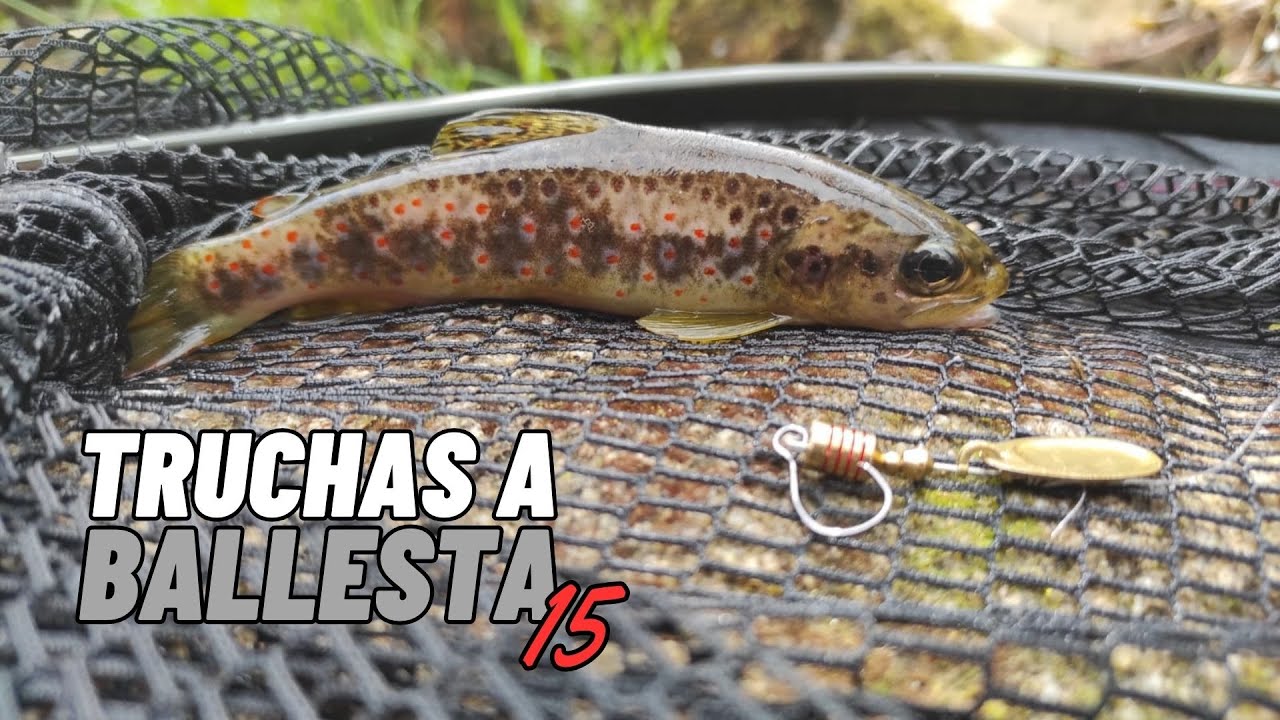 Truchas a ballesta en río de alta montaña | Galicia 2023