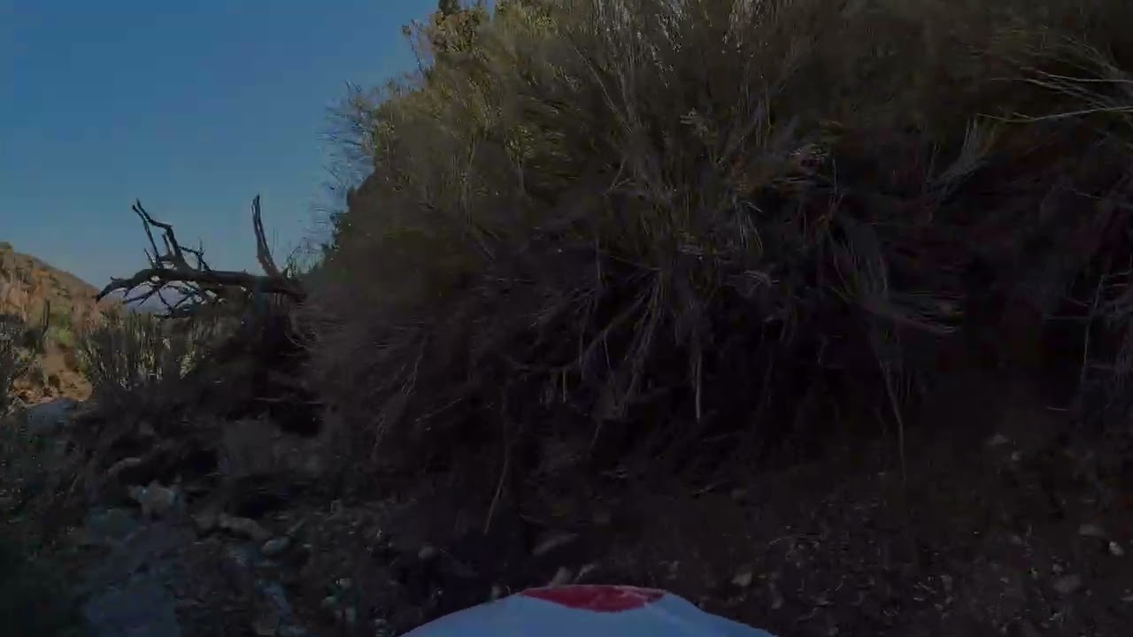 Separated, Not Abandoned | A Close Call on the Trail
