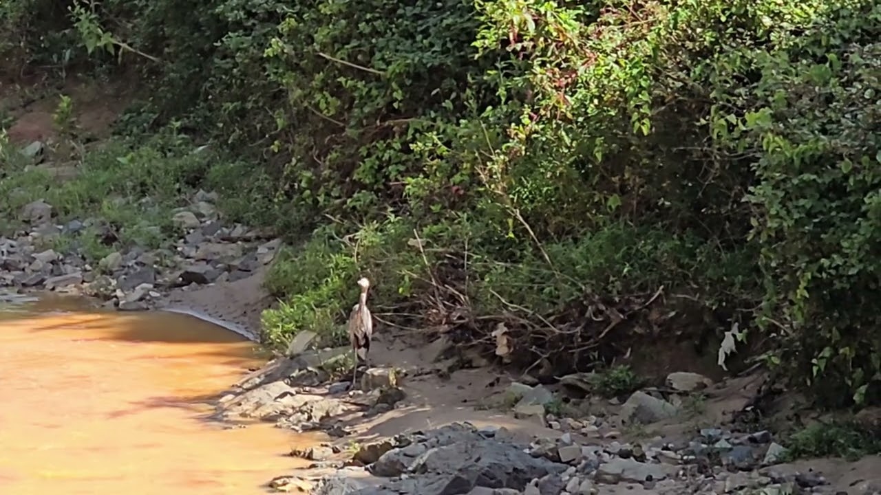 Aquatic Birds