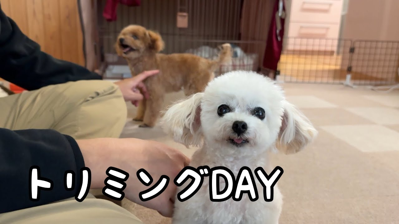 トリミングに行った日のメイとララ、帰宅後はとーちゃんナデナデ祭り