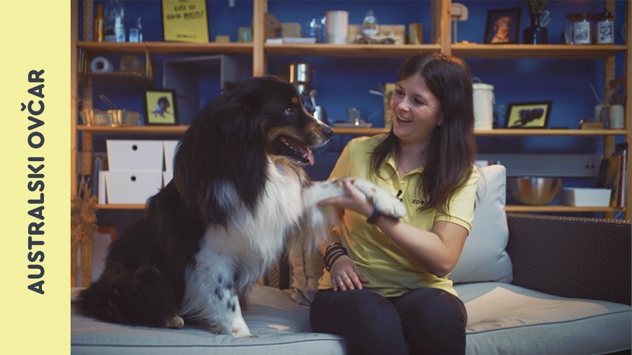 Aussie - australski ovčar 🐾