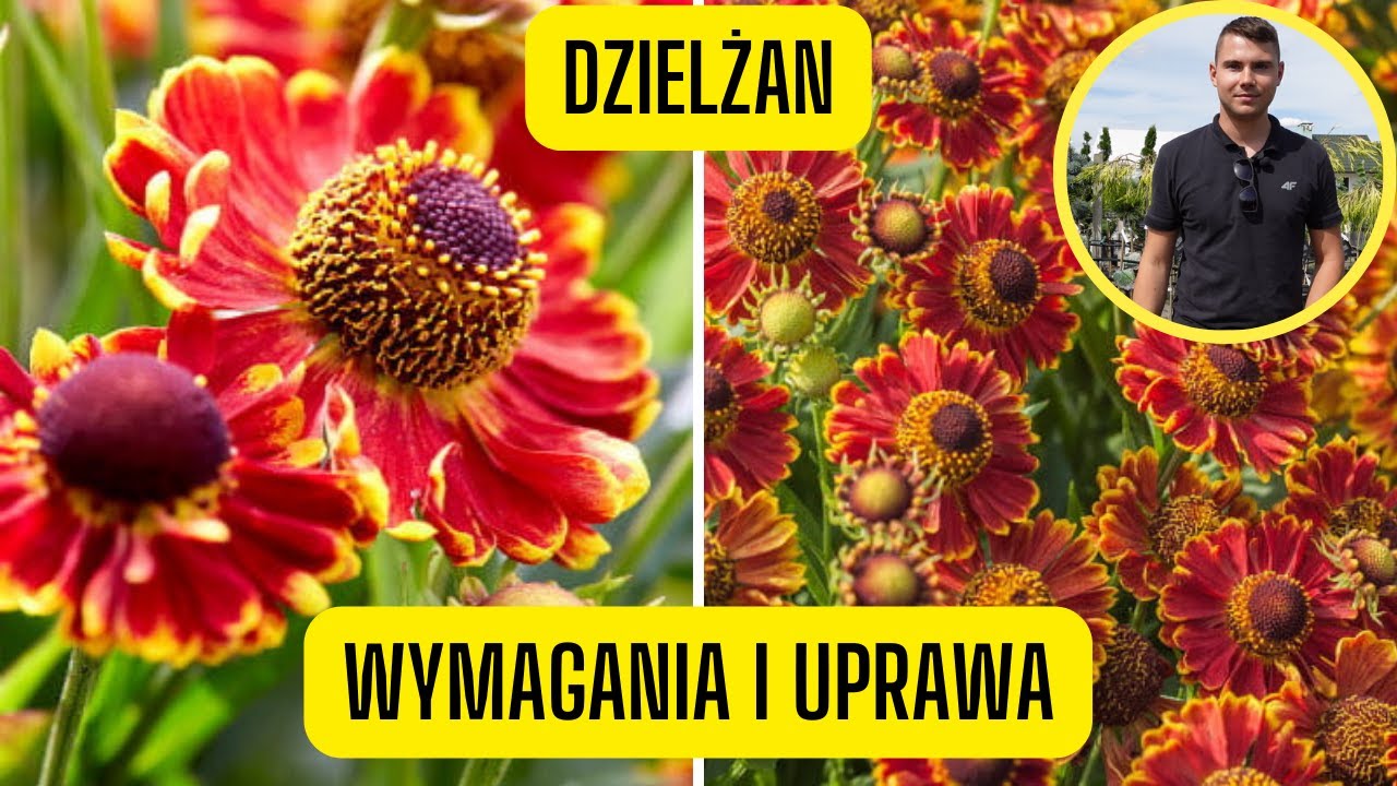 Dzielżan &ndash; wymagania i uprawa. Bylina kwitnąca przez całe lato