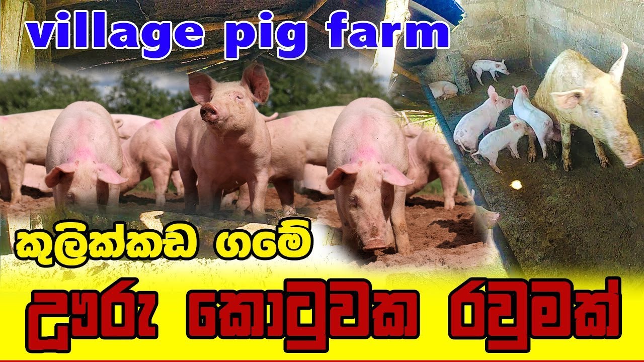 කුලික්කඩ ගමේ ඇවිදින ගමන් ඌරූ කොටුවක් බලන්නත් ගියා | village pig farm | lakshitha vlogs