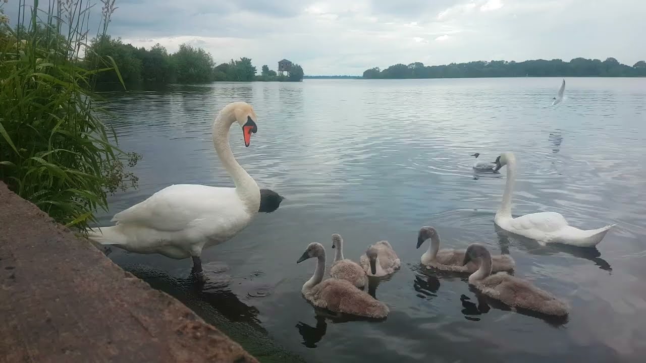 ❤🇮🇪 MUTE SWAN FAMILY🦢5 YOUNG MUTE SWAN CYGNETS🐤MALLARD DUCKS🦆GULLS🕊#loveireland💧#nature💧subscribe🙏💖😍