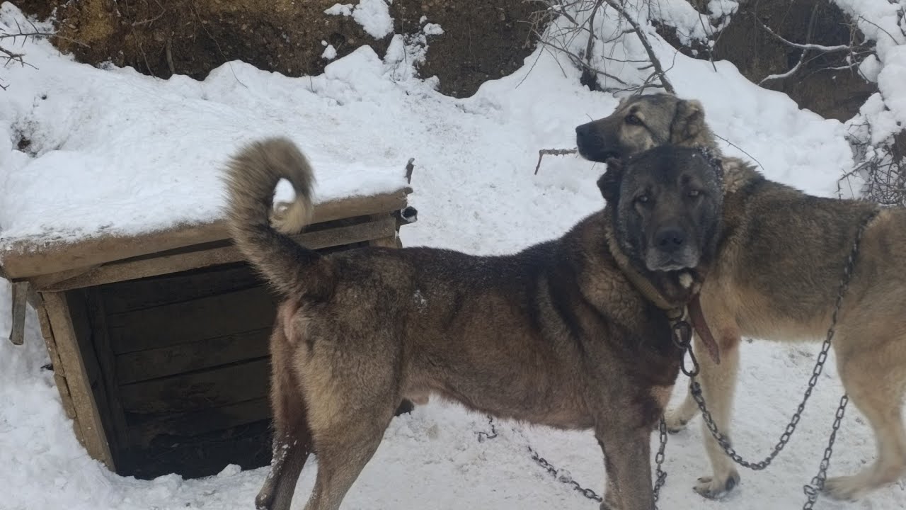 KARDA KARHAN YAVRULARI DOĞDU