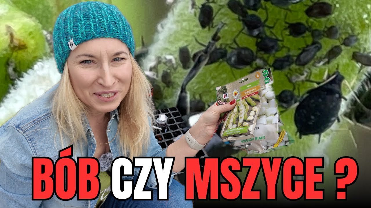 Masz dość mszycy i robali na bobie? Posiej go ze mną…